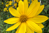 Pale-leaved Sunflower - Helianthus decapetalus