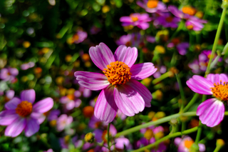 Pink Tickseed - Coreopsis rosea