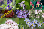 ~ Pollinator Garden Kit  - Shade Medium Soil