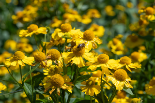 Sneezeweed - Helenium autumnale