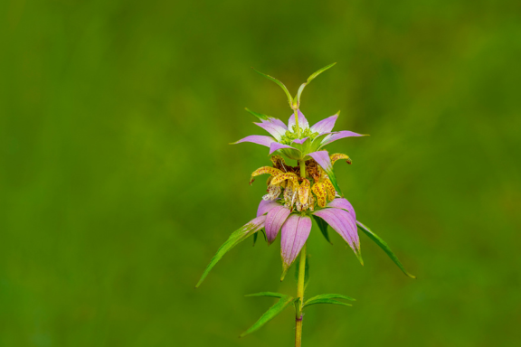 Spotted Bee Balm - Monarda punctata