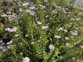 Stiff Aster - Ionactis linariifolius