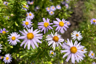 Stiff Aster - Ionactis linariifolius