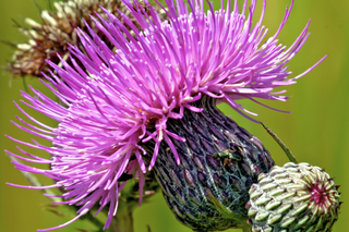 Swamp Thistle - Cirsium muticum