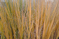 Switch Grass - Panicum virgatum