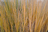 Switch Grass - Panicum virgatum