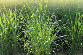 Switch Grass - Panicum virgatum