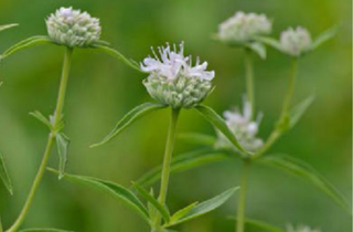 Torrey's Mountain Mint - Pycnanthemum torreyi