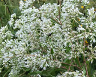 Tall Boneset - Eupatorium altissimum