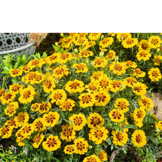 French Marigold Legion of Honor Dwarf - Tagetes patula