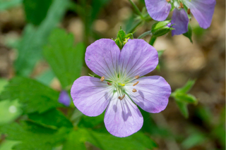 Wild Geranium - Geranium maculatum