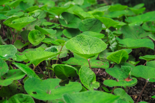 Wild Ginger - Asarum canadense