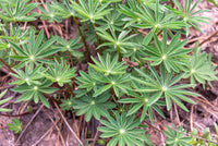 Wild Lupine - Lupinus perennis