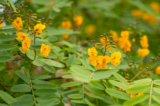 Wild Senna - Senna hebecarpa