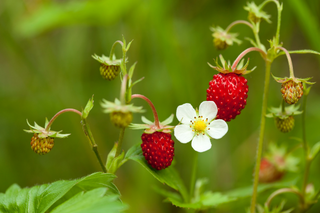 Wild Strawberry - Fragaria virginiana