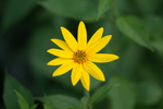 Woodland Sunflower - Helianthus divaricatus