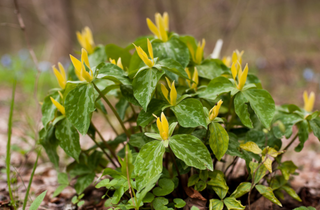 Yellow Trillium- Trillium Luteum