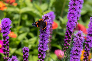 Dense Blazing Star - Liatris spicata