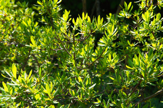 Bayberry - Myrica pensylvanica