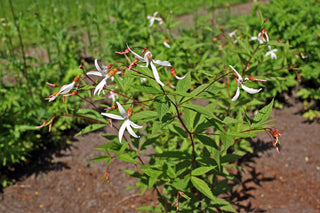 Bowman's Root - Gillenia trifoliata