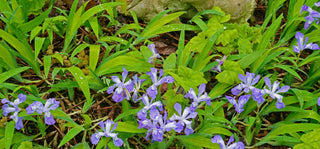 Dwarf Crested Iris - Iris cristata