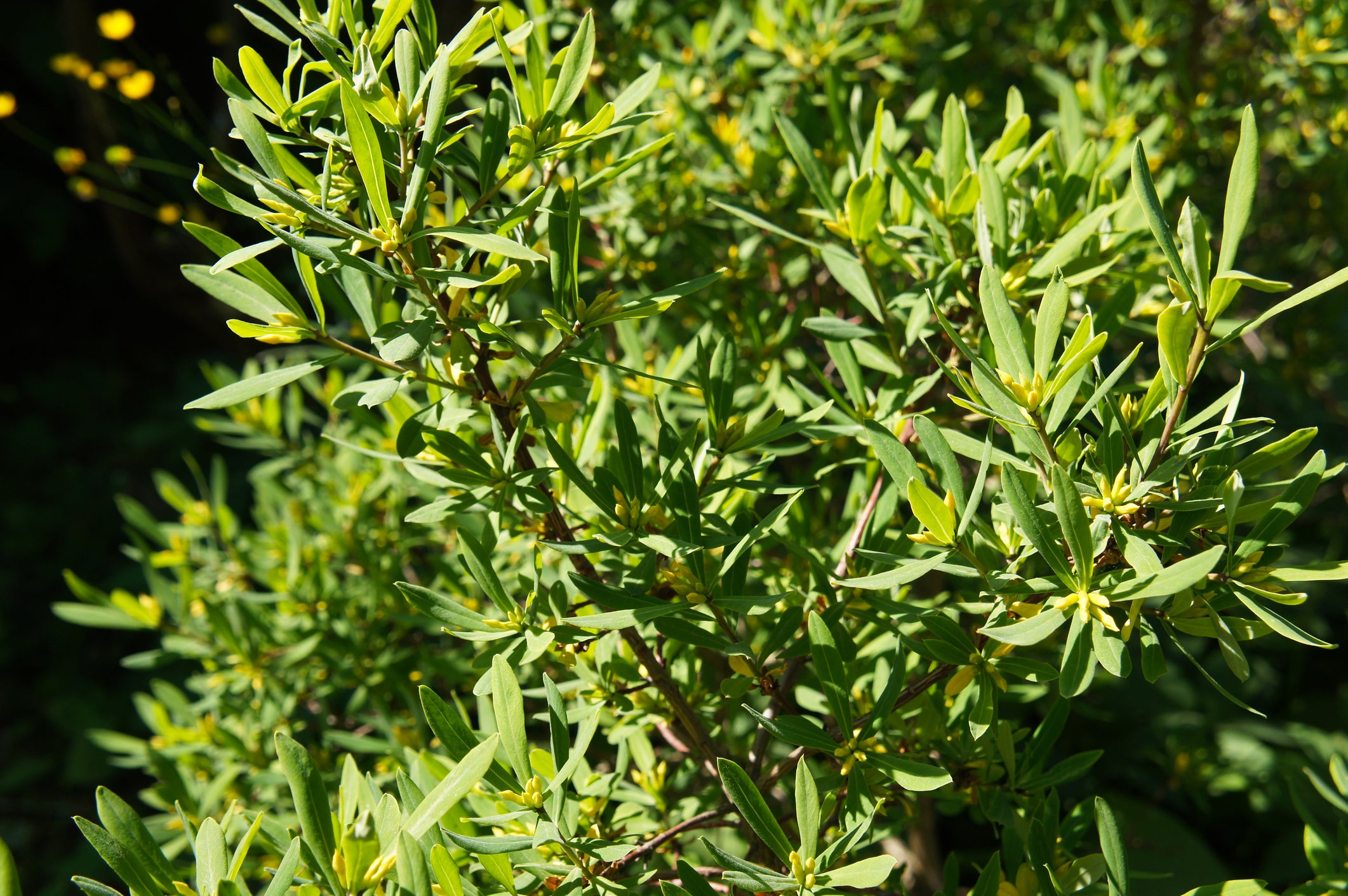 Myrica Pennsylvanica Northern Bayberry Seeds – Fragrant Bush & Shrub Seeds, Unbranded