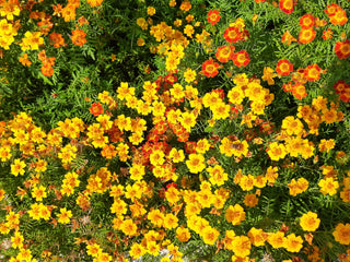 Marigold Starfire Mix - Tagetes signata