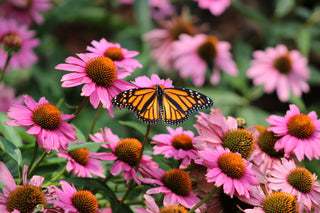 Purple Coneflower - Echinacea purpurea