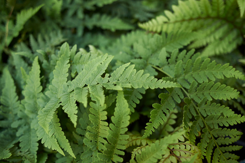 Marginal Woodfern (Dryopteris marginalis) 7 Marginal Wood Fern - Dryopteris marginalis