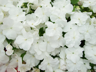 Impatiens Beacon White - Impatiens walleriana