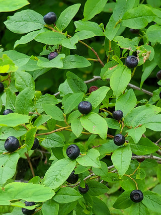 Black Huckleberry- Gaylussacia baccata