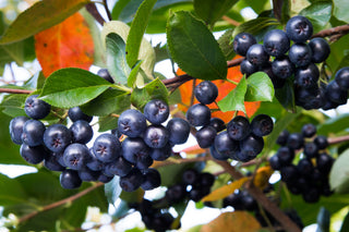 Black Chokeberry - Aronia melanocarpa