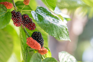 Red Mulberry- Morus rubra