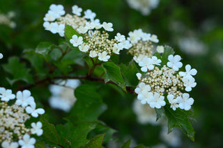 American Cranberrybush - Viburnum trilobum