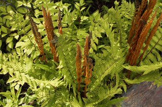 Cinnamon Fern - Osmundastrum cinnamomeum