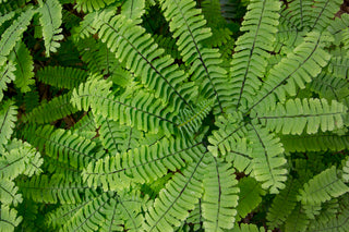 Maidenhair Fern - Adiantum pedatum