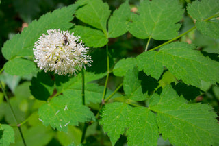 Doll's Eyes - Actaea pachypoda