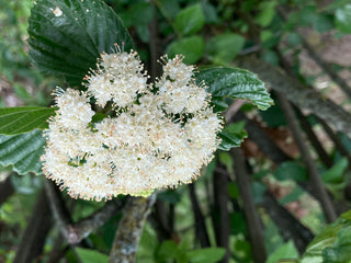 Arrowwood Viburnum - Viburnum dentatum