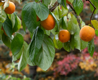 Persimmon- Diospyros virginiana