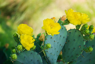 Eastern Prickly Pear Cactus - Opuntia humifusa