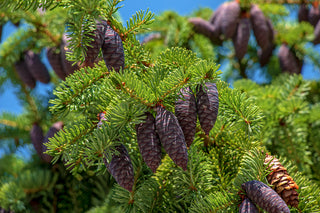 Black Spruce - Picea mariana