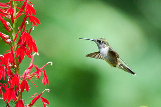 Cardinal Flower - Lobelia cardinalis