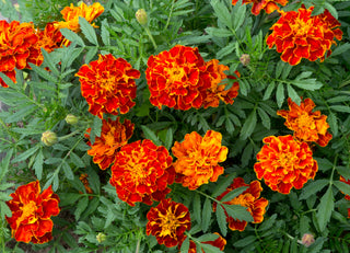 French Marigold Sparky Mix - Tagetes patula