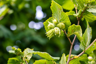 American Hazelnut - Corylus americana