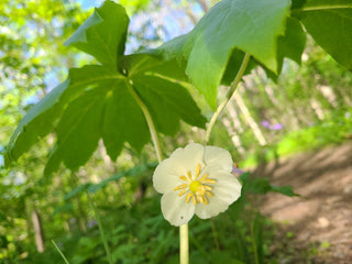 Mayapple- Podophyllum peltatum