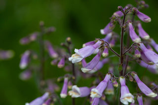 Hairy Beardtongue - Penstemon hirsutus