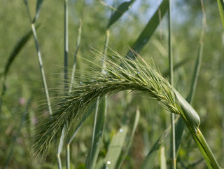 Canada Wild Rye- Elymus canadensis