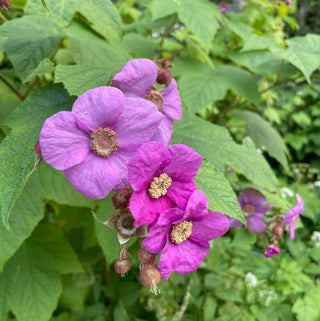 Purple Flowering Raspberry- Rubus odoratus