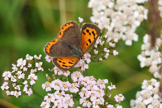 Common Yarrow- Achillea millefolium