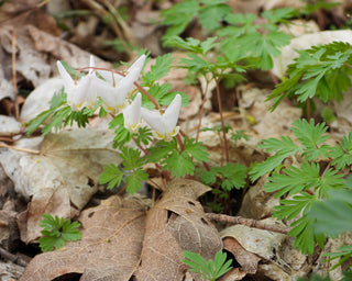 Dutchman's Breeches - Dicentra cucullaria